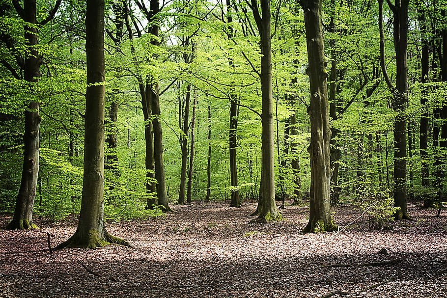 forest photo, daytime, forest, beeches, spring, nature, tree, foliage, green, sprig