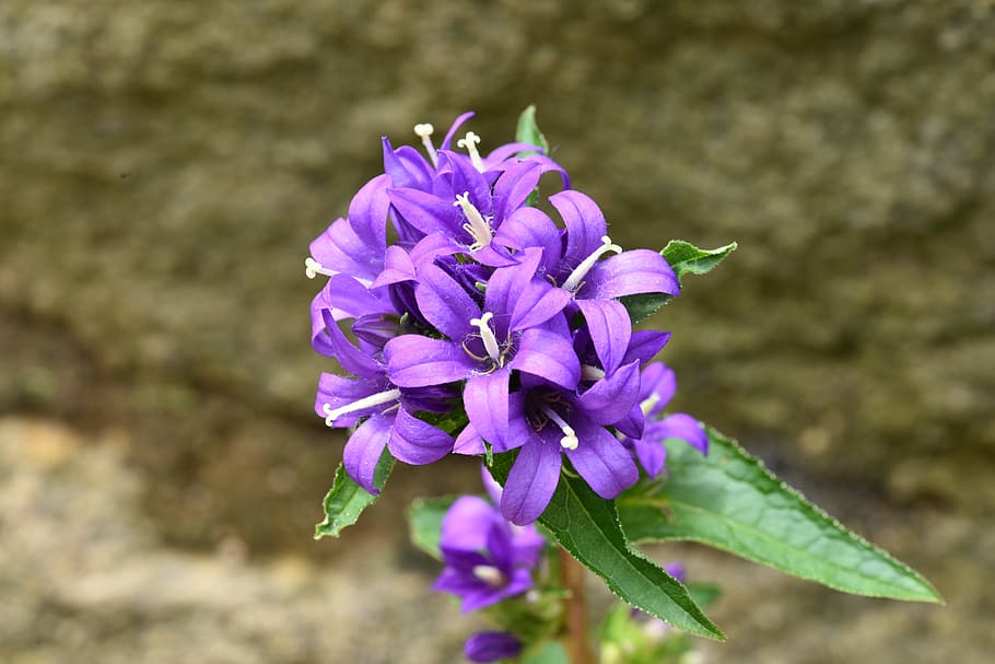 campanula glomerata, a menudo flor murciélago, linternas oh y, púrpura, malva, Flor, planta floreciente, frescura, vulnerabilidad, fragilidad