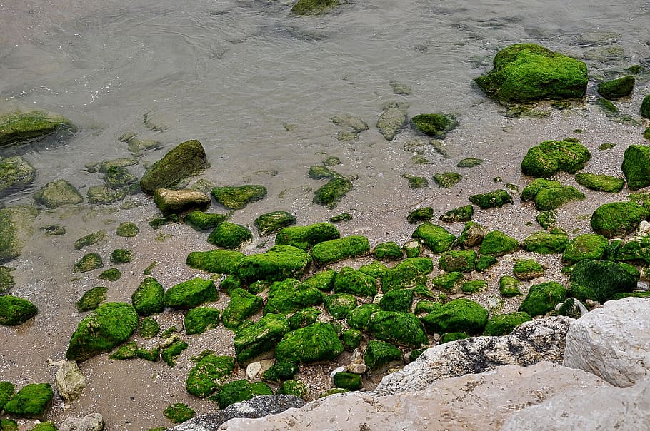 mediterrâneo, israel, mar, algas, musgo, sólido, rocha, objeto de rocha, vista de alto ângulo, planta