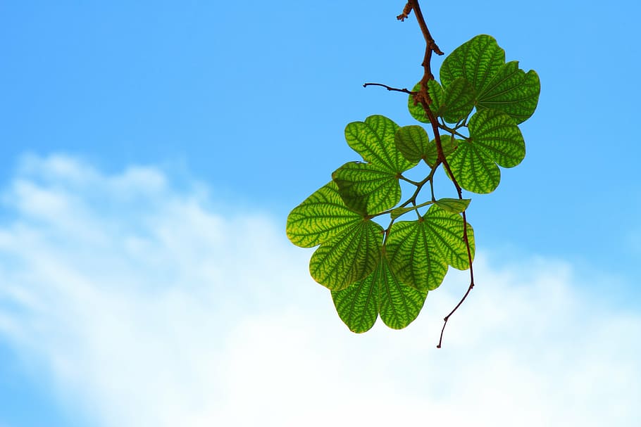 green, leaf, cloudy, sky, leaves, twig, branch, blue, cloud, harmony