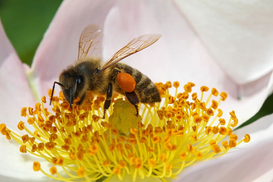 bee, insect, sprinkle, flower, blossom, bloom, pollen, nature, honey bee, nectar