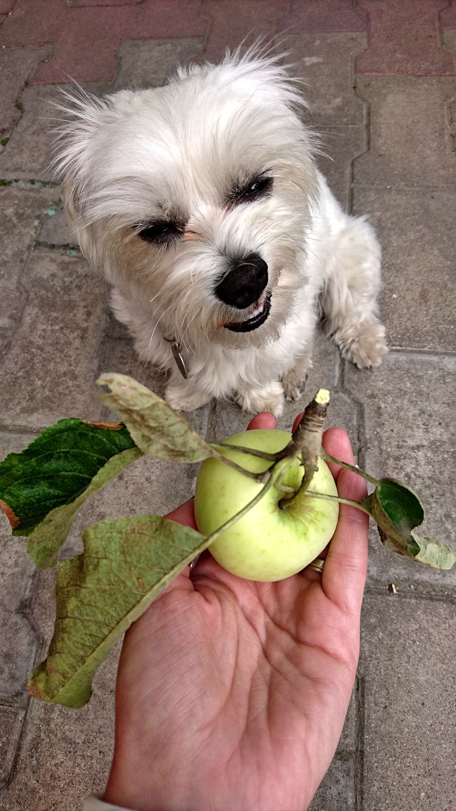 dog, diet, vegetarian food, pet, apple, the hand, give, fruit, one animal, holding