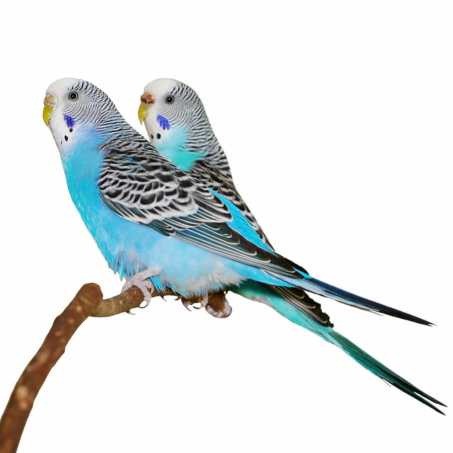 blue, parakeets, stick, white background, bird, vertebrate, animal, animal themes, perching, animal wildlife