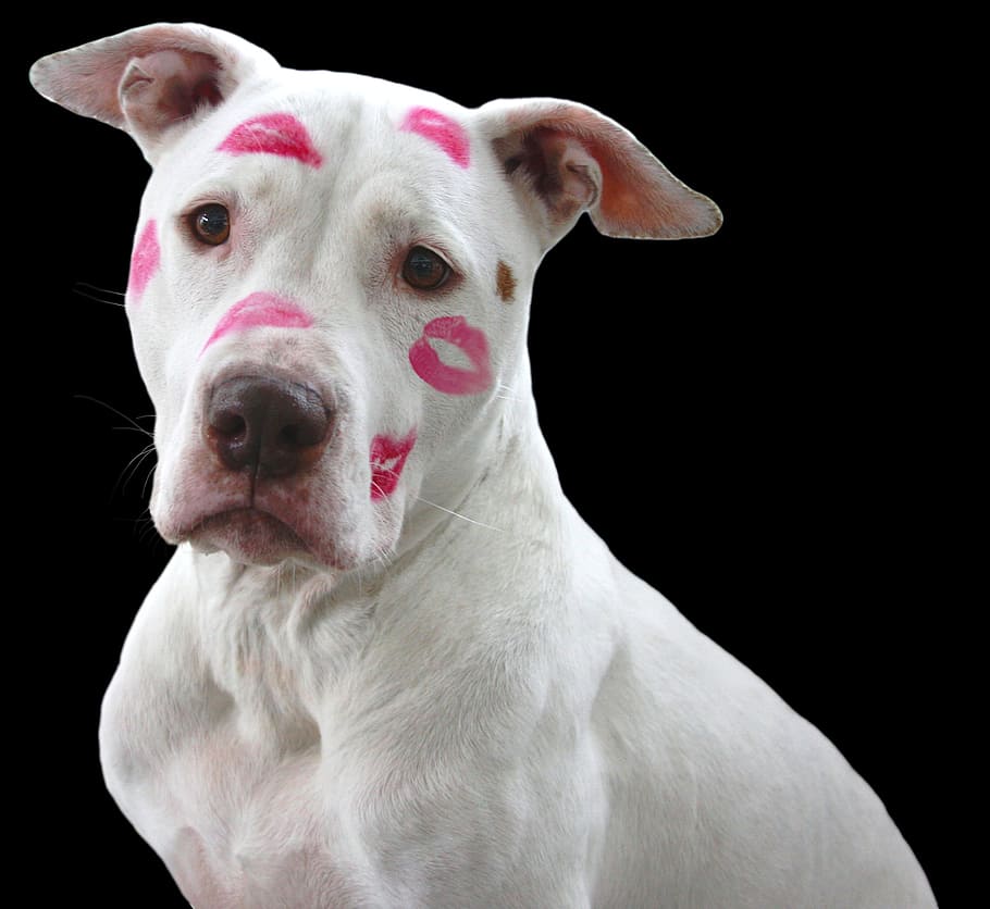adulto, blanco, perro, marcas de beso, cara, pit bull, pitbull, amor, besos, lápiz labial