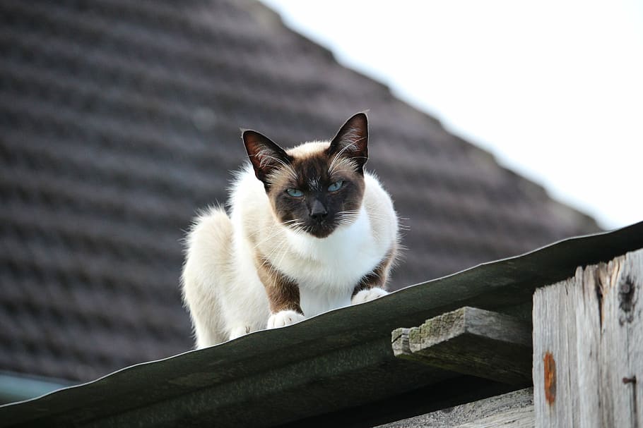 cat, siamese cat, sheet metal roof, breed cat, one animal, mammal, domestic, pets, domestic animals, domestic cat