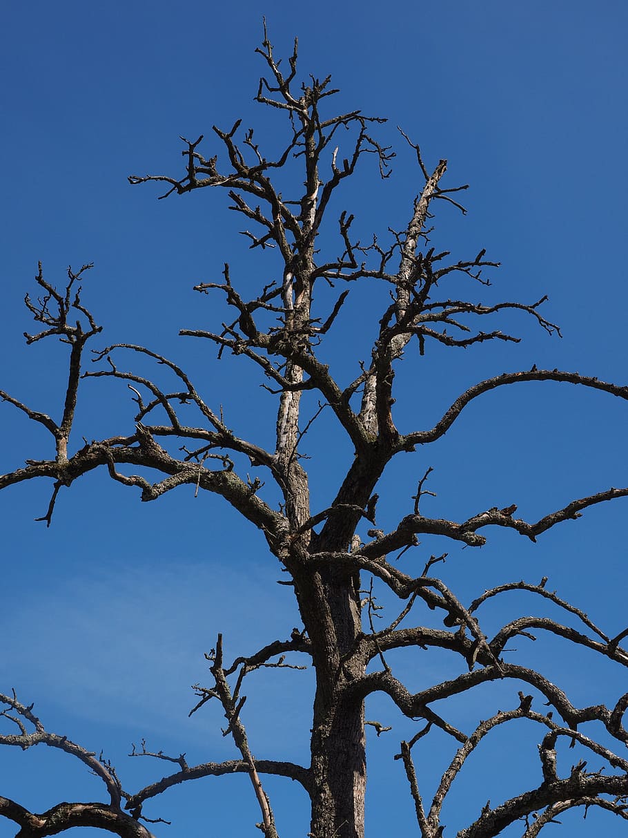 tree, dead plant, dead, waldsterben, pear, fruit tree, branches, sky, low angle view, plant