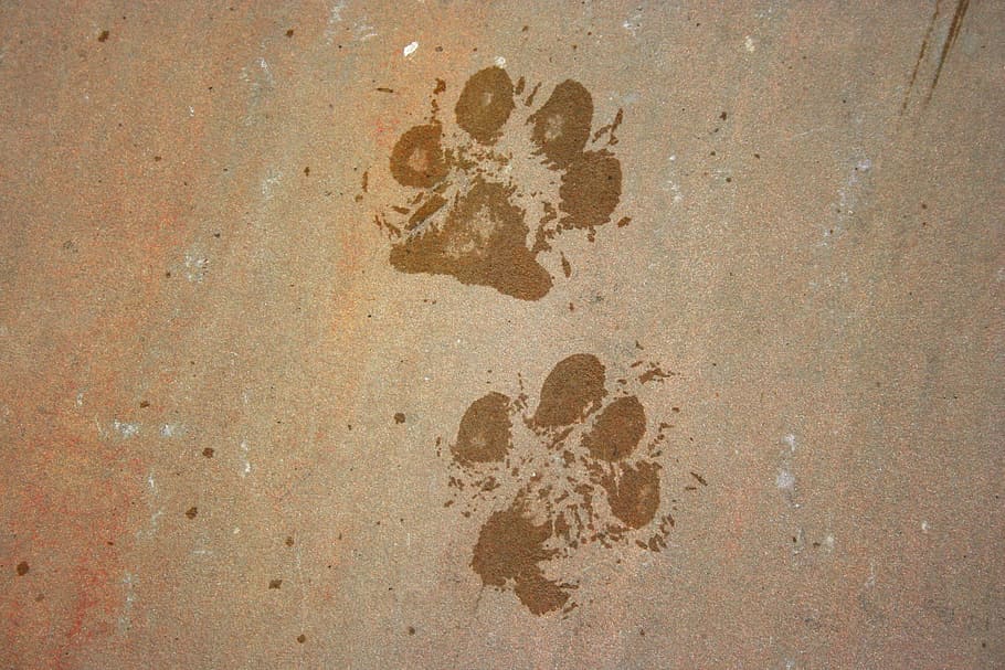 brown surface, animal, background, dog, foot, footprint, mark, paw, pet, print