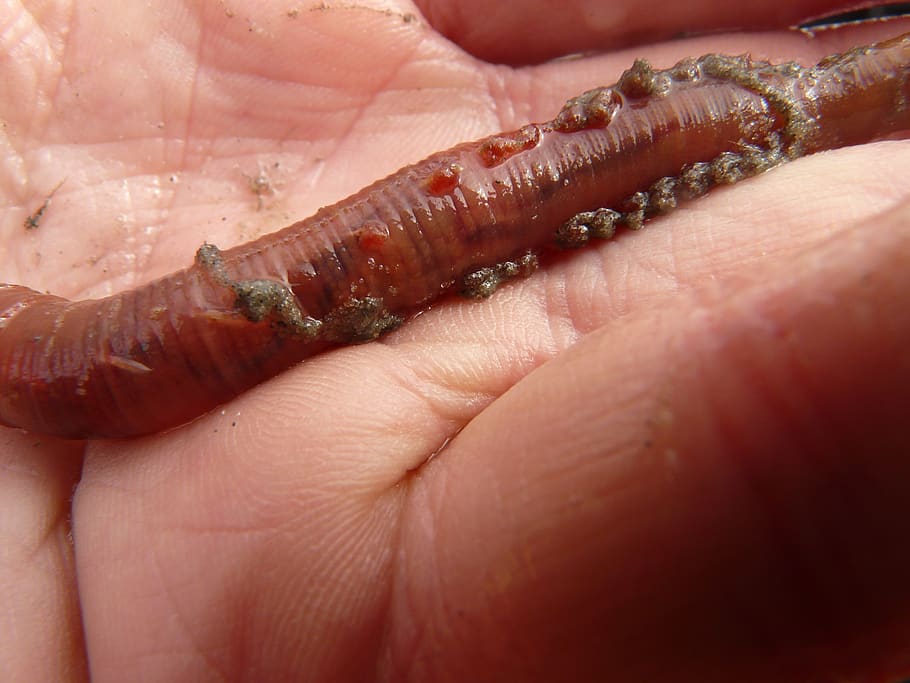 lugworm, worm, arenicola marina, sand worm, pier worm, polychaete, wadden sea, North Sea, hand, slick