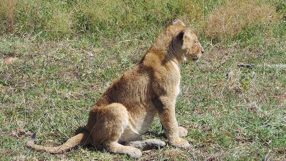 Afrika, Savannah, lionet, satu hewan, tema binatang, hewan, mamalia, duduk, hewan peliharaan, binatang menyusui