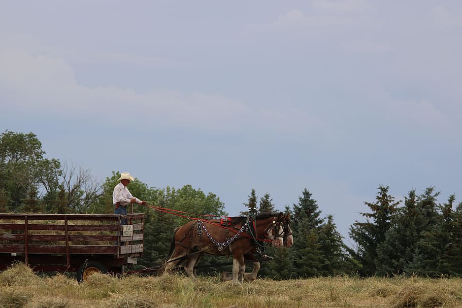 outdoors, nature, sky, farm, agriculture, horses, cart, wagon, rural, field