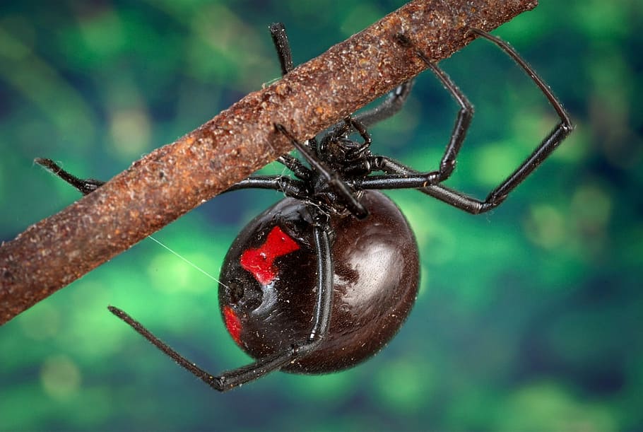 black, widow spider, tree branch, Black Widow Spider, Arachnid, Macro, poisonous, scary, nature, venomous