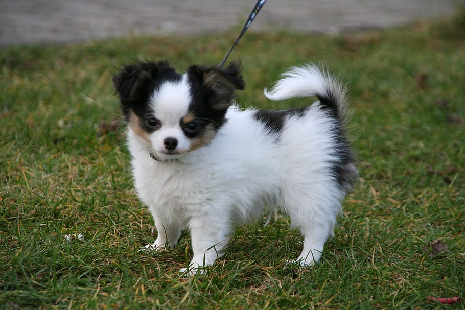 white, black, chihuahua puppy, green, grass, animals, dogs