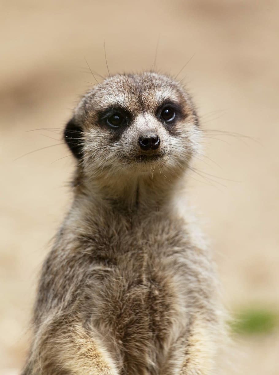 meerkat animal, Meerkat, animal, small, eyes, cute, creature, desert, face, hair