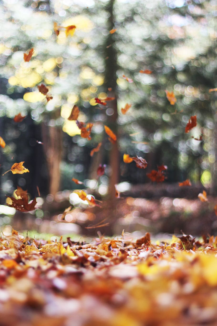 disparo de bokeh, seco, hojas, otoño, temporada, colores, enfoque, bokeh, naturaleza, bosque