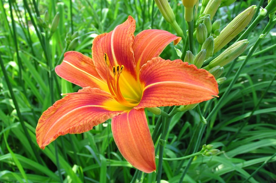 daylilies, flower, summer, garden, orange, macro, nature, red, flowers, clear