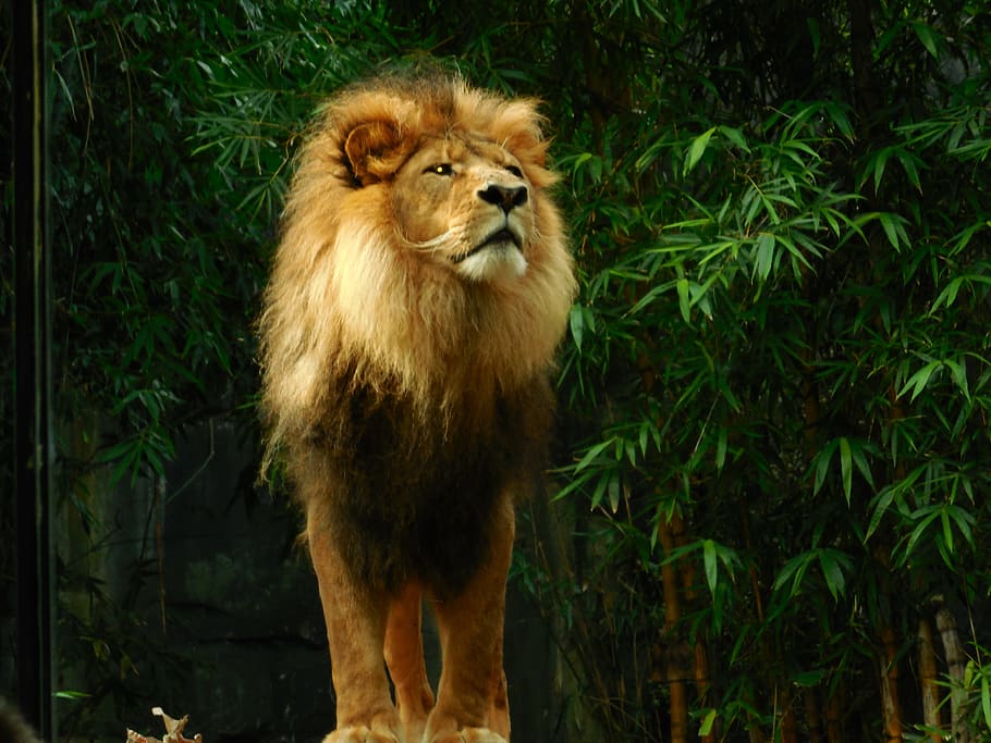 lion standing, Lion, Lion, Lion King, King, Animal, Wildlife, lion, animal, predator, nature, zoo
