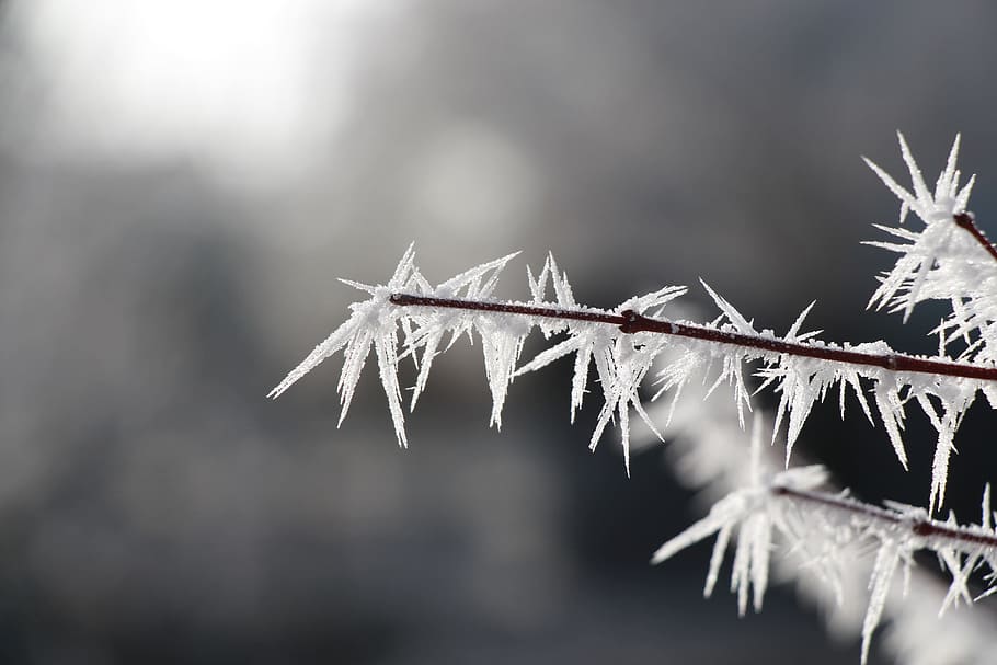 snow flakes, close, shot, icicle, frost, winter, cold, wintry, eiskristalle, cold temperature