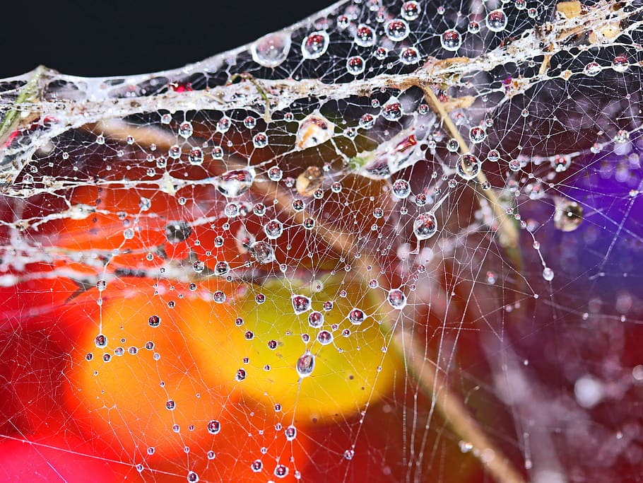 sarang laba-laba, tetesan air, pembiasan, warna-warni, bokeh, kertas dinding, jaring laba-laba, kerapuhan, close-up, tidak ada orang