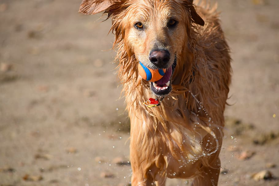adult golden retriever, dog, ball, swim, play, pet, animal, happy, puppy, funny
