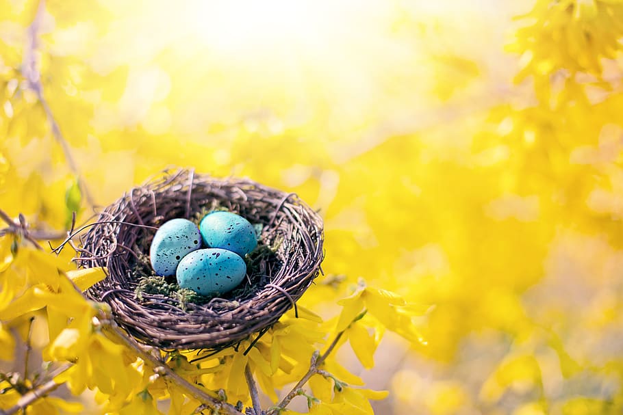 musim semi, sarang burung, telur, telur robin, alam, musim, forsythia, kuning, musiman, warna-warni