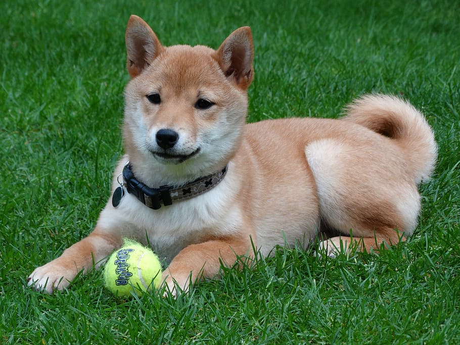 short-coated, brown, lying, grass, Dog, Remote Access, Shiba Inu, Puppy, play, ball