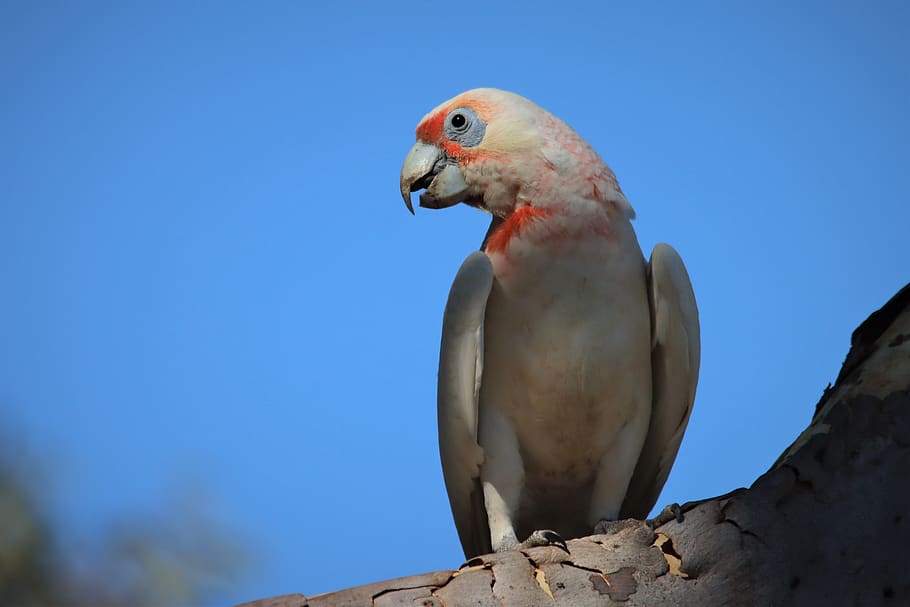 long-billed corella, neck, native, australian, looking, eye, feathers, red, white, bird