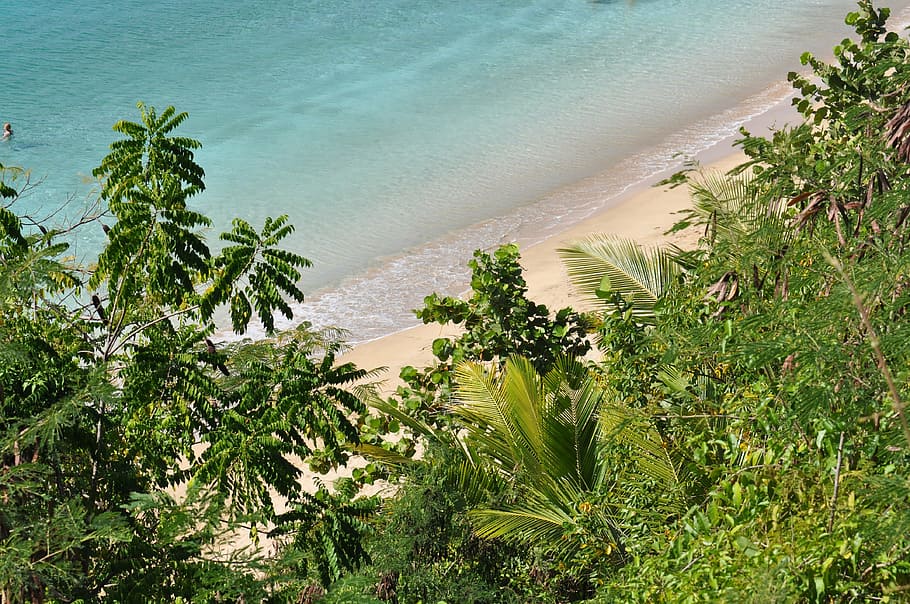 turquoise, water, puerto rico, palms, sea, beach, sand, coastline, nature, summer