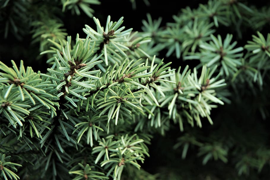 forest, pine, nature, trees, woods, evergreen, outdoor, wilderness, plant, green color