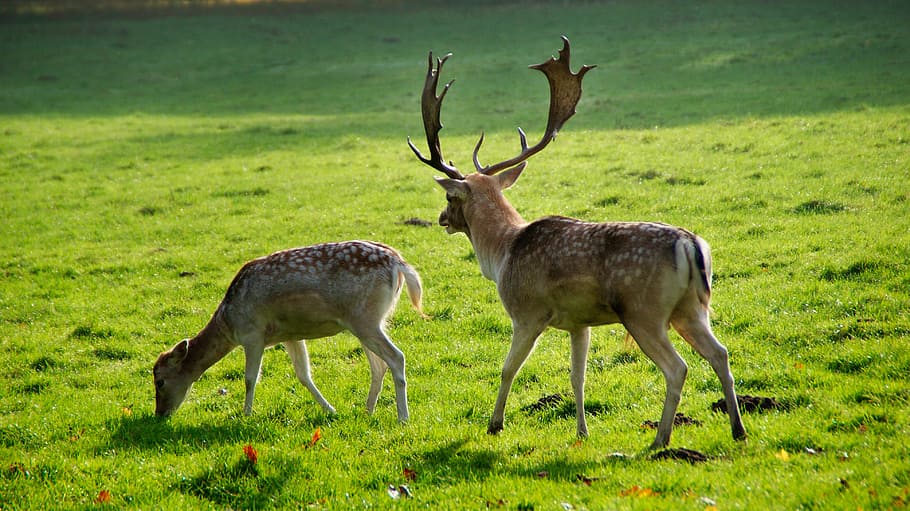 Deer, Ree, Nature, Mammal, Fauna, Animal, landscape, wild, animal world, wildlife