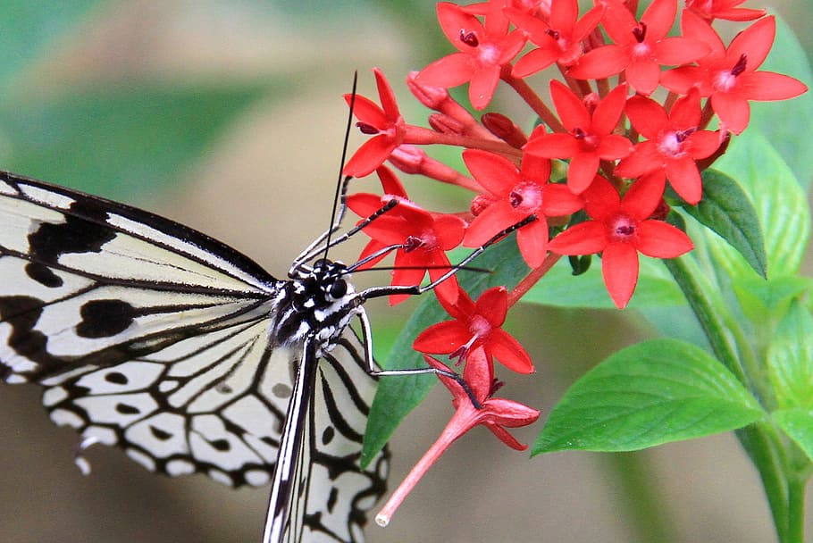 Butterfly, White, Stripes, black, spots stripes, quentin chong, the starry flowers, plant, red, green