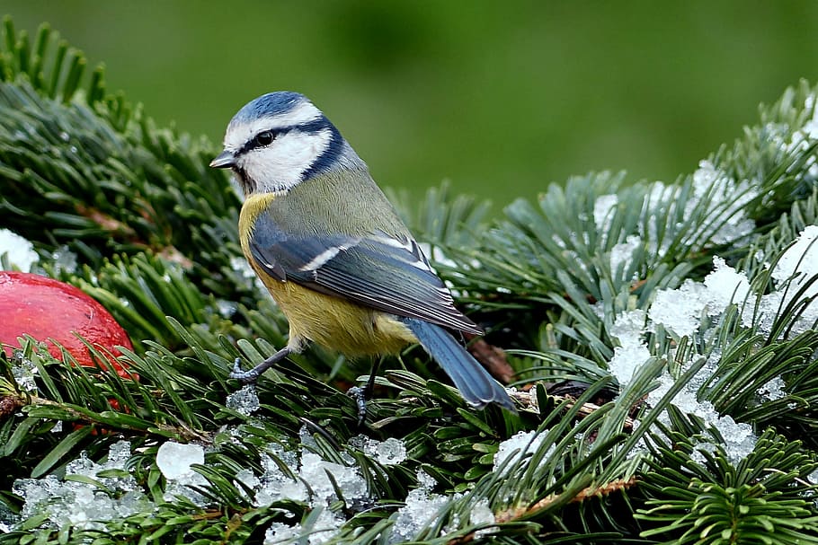 macro photography, blue, white, bird perching, tree branch, tit, blue tit, cyanistes caeruleus, bird, winter
