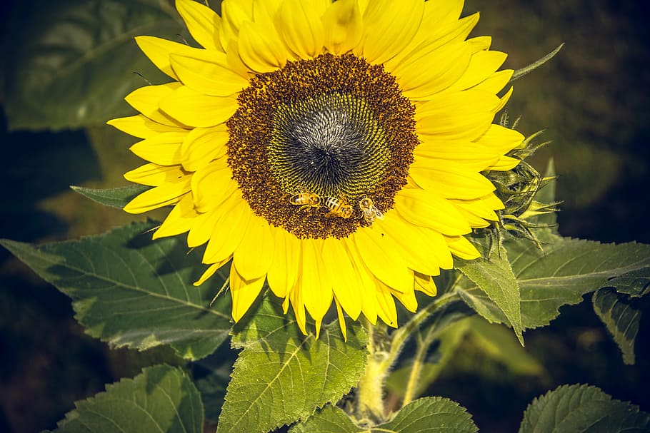 Подсолнух Гелиантус. Гелиантус Sun King. Гелиантус цветок. Подсолнух с желтой серединой и зелеными лепестками.