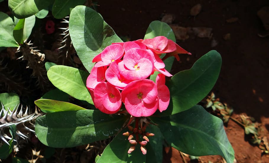euforbio, rosa, flor, hubli, nrupatunga betta, india, planta floreciendo, belleza en la naturaleza, frescura, parte de la planta