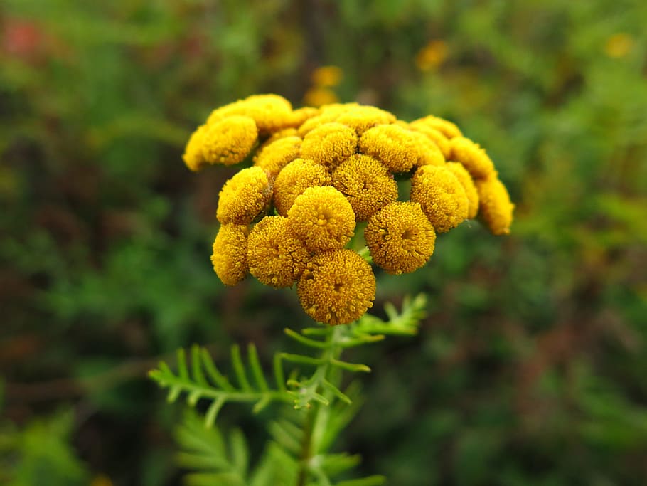Flower, Yellow, Plant, Tansy, Nature, blossom, summer, macro, floral, green