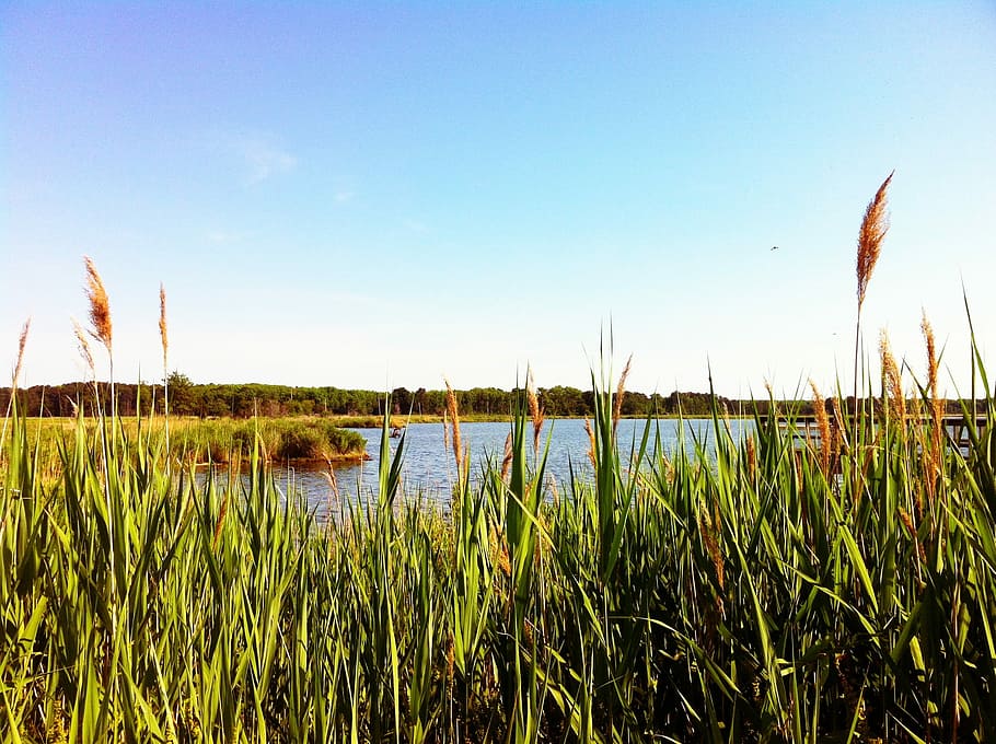 Marsh, Water, Pond, Nature, Landscape, wetland, sanctuary, grass, river refuge, sky