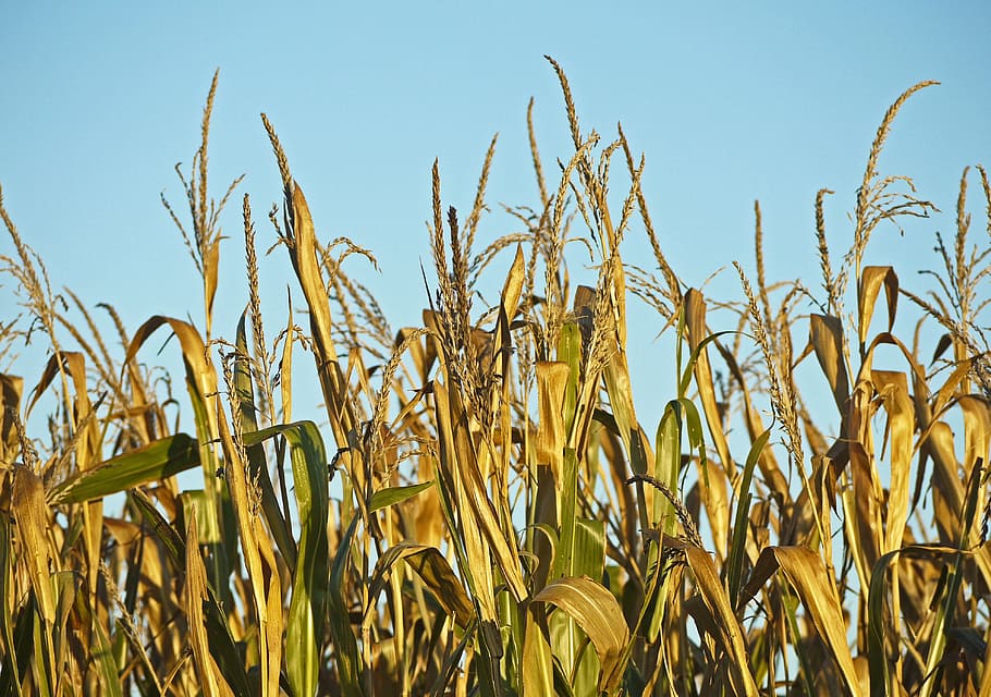 corn, ready to be harvested, foliage, yellow, brown, autumn, harvest time, crop, sky, blue