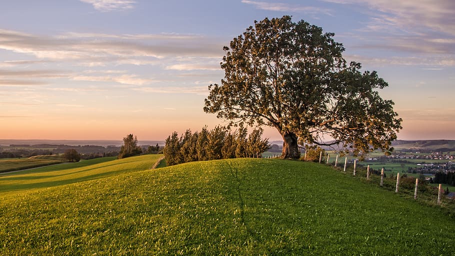 Tree, Hill, Grass, Rural, Fence, tree, hill, wide, sky, sunset, evening