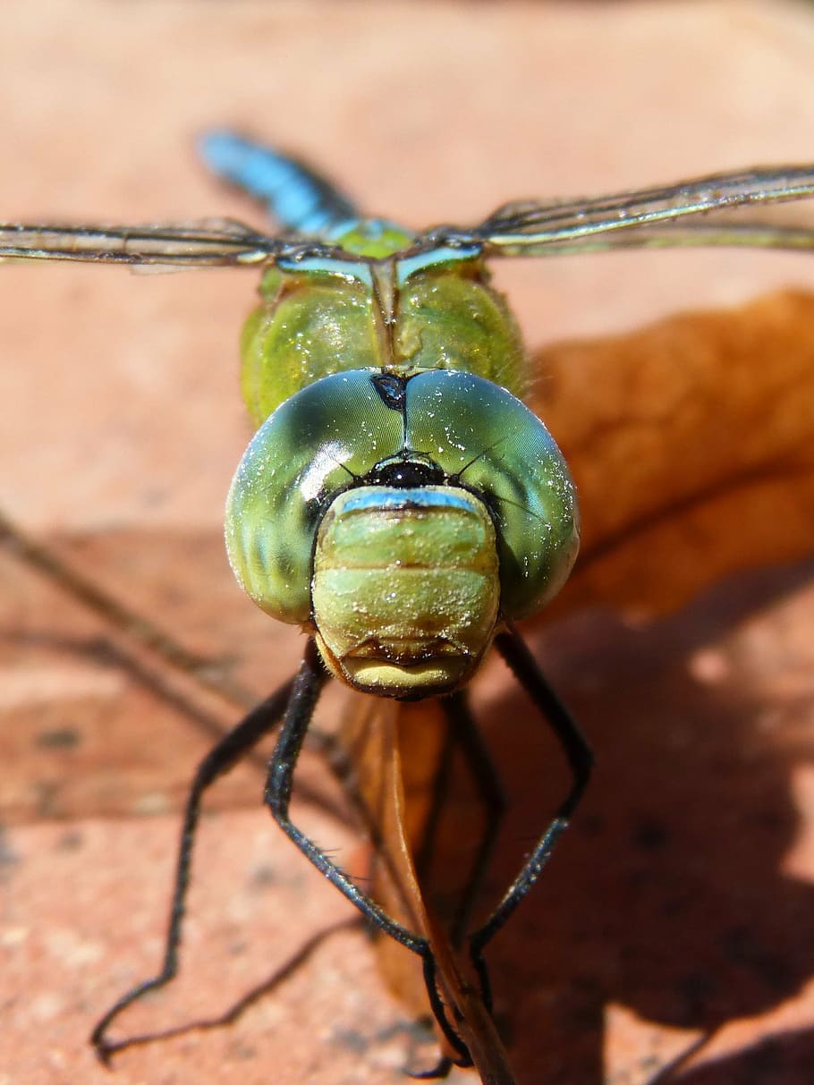 libélula, libélula azul, aeshna affinis, ojos compuestos, detalle, primer plano, color verde, invertebrado, día, insecto