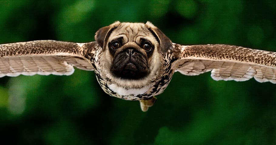 pug head, bird body photo manipulation, pug, owl, approach, raptor, in flight, bird of prey, fly, feather