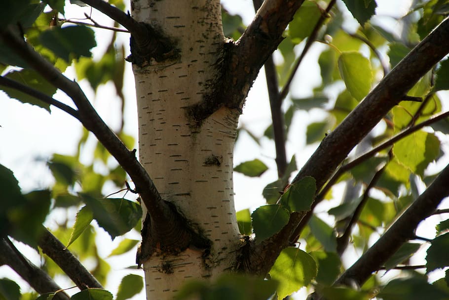 birch, tree, leaves, nature, bark, wood, aesthetic, tribe, deciduous tree, branches
