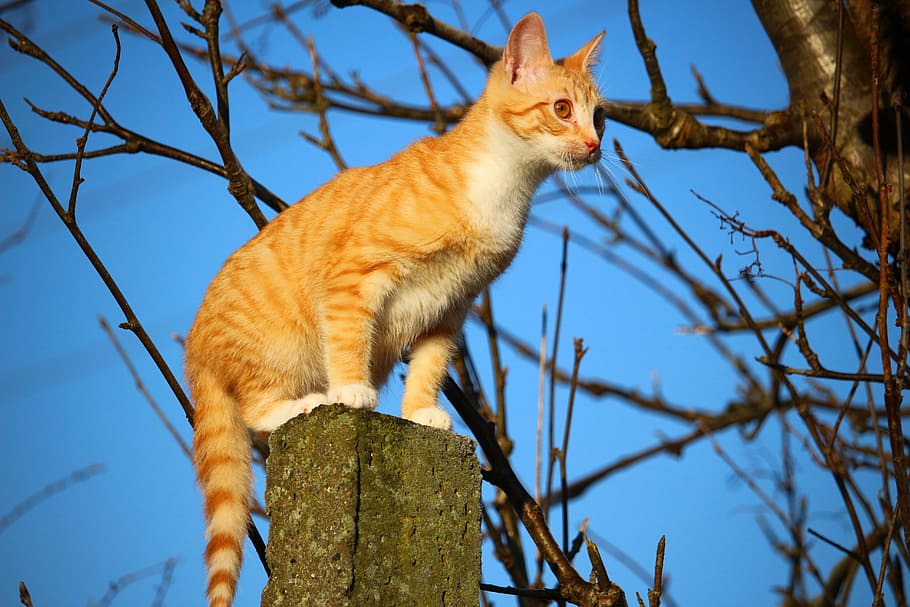 고양이, 고양이 새끼, 고등어, 붉은 고등어 얼룩 무늬가, 빨간 고양이, 고양이 아기, 어린 고양이, mieze, 국내 고양이, 나무