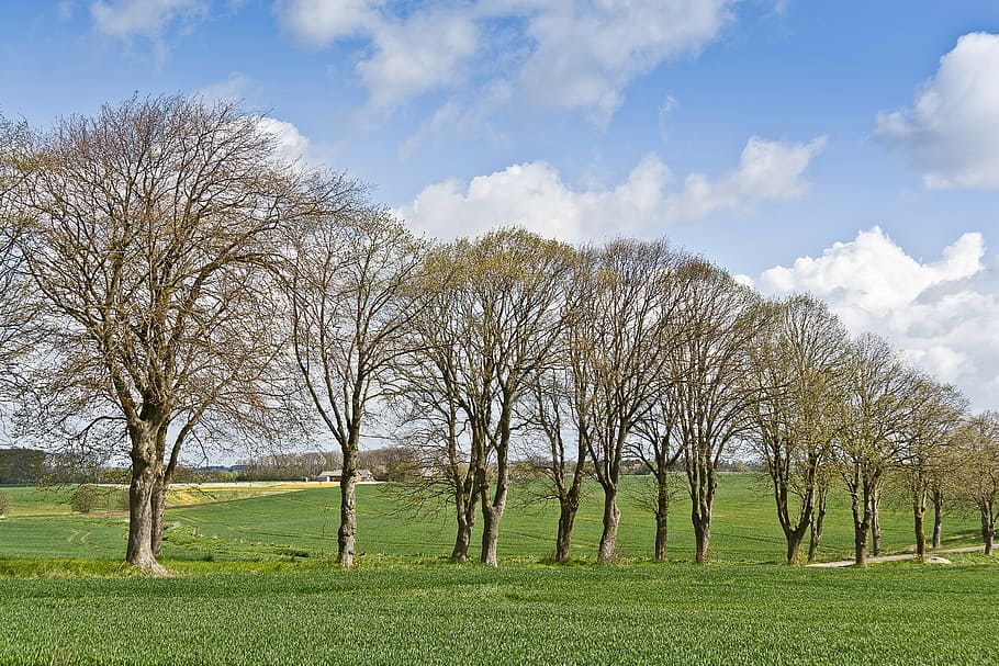 trees on grass, allé, trees, natural, spring, road, sky, tree, plant, grass