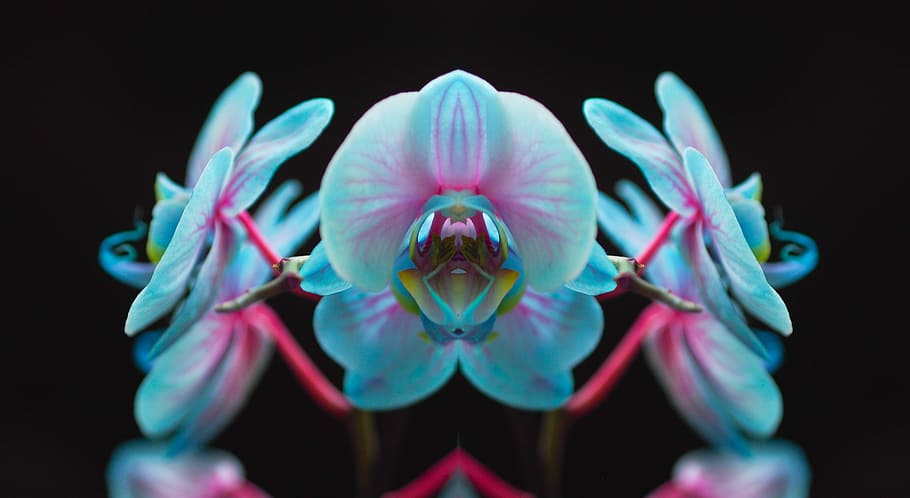 macro fotografia, azul, flores, abstrato, orquídea, contraste, preto, cor, exotismo, flor