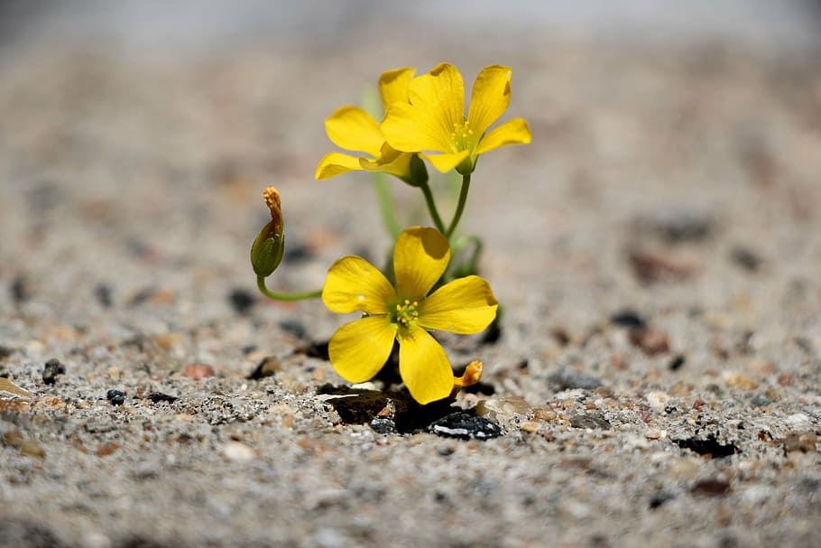 shallow, focus photography, yellow, petal flower, flower, plant, weed, blossom, yellow flowers, spring