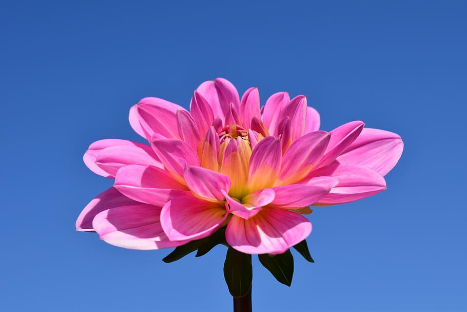 rosado, amarillo, fotografía de flores pétalas, dalia, flor, florecer, finales de verano, planta, jardín de flores, cielo