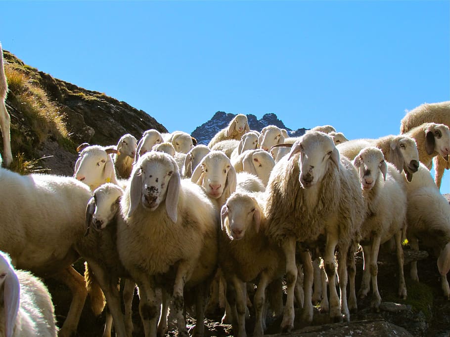 ovelha, rebanho, grupo, gado, estoque, cordeiro, verão, mamífero, natureza, doméstico