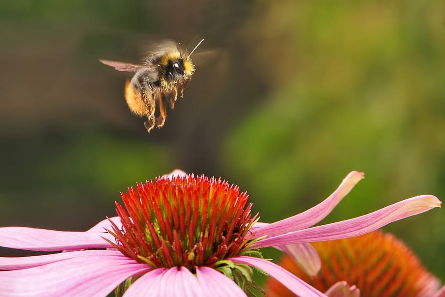 мелкий, сфокусировать фотографию, медоносная пчела, цветок, шмель, ранний, насекомое, полет, пчела, цветение