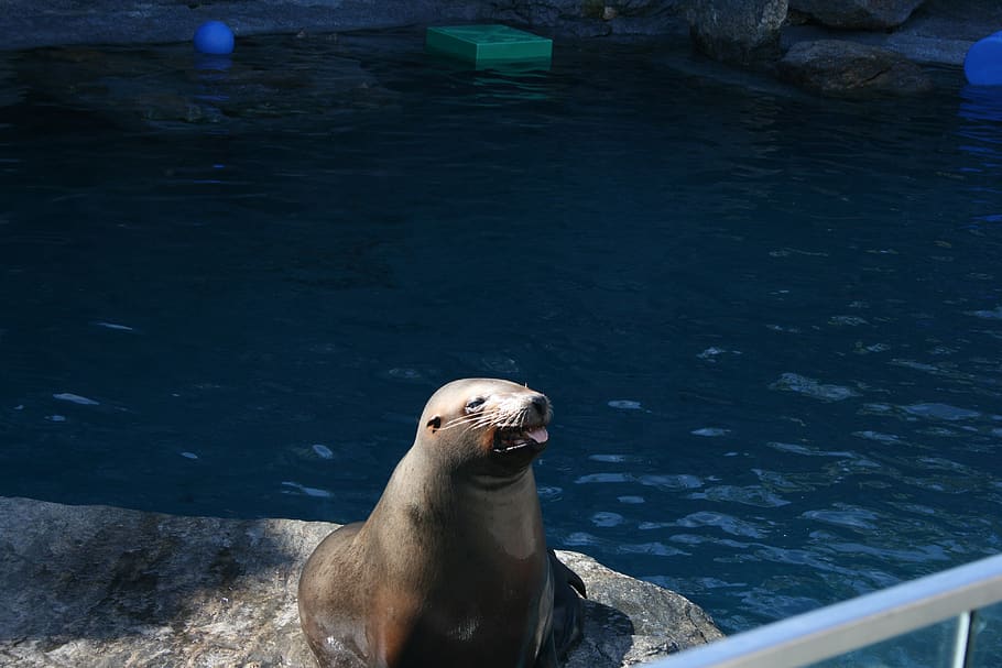 seal, sea lion, water, zoo, mystic seaport, connecticut, funny, animals in the wild, animal themes, animal