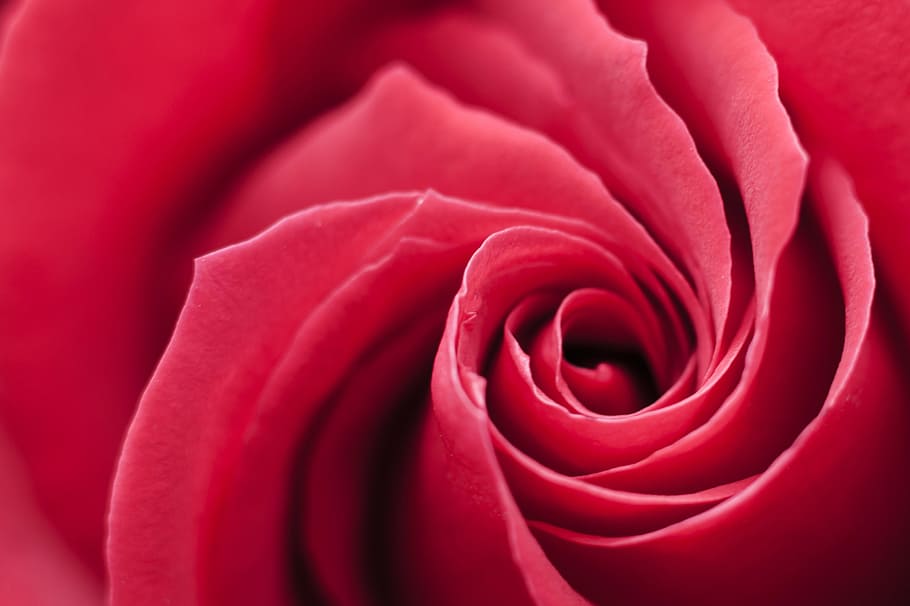 red, rose, swirl, background, flower, romantic, love, wedding, romance, red rose