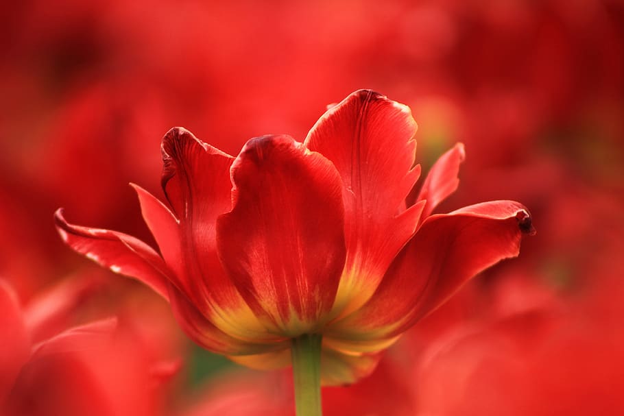 macro, tulip, flower, spring, beauty, red, top, rare footage, blossomed, micro
